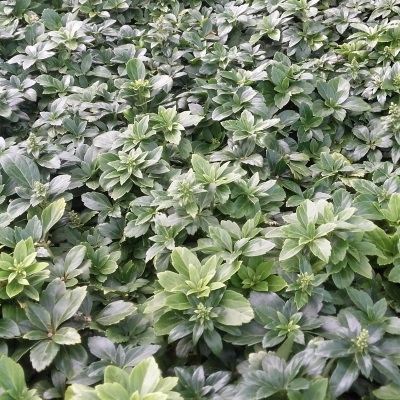 PACHYSANDRA