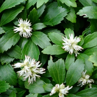 Pachysandra terminalis Green Carpet