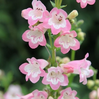 PENSTEMON