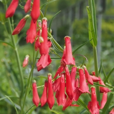 Galane barbatus Coccineus