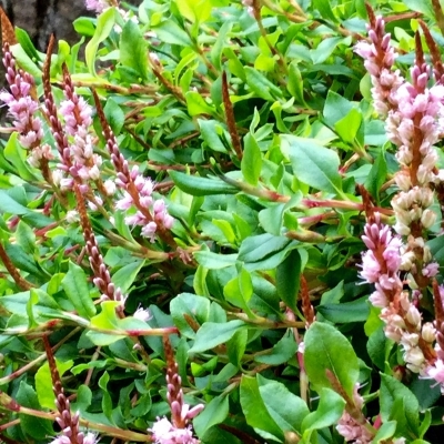 Persicaire vacciniifolia
