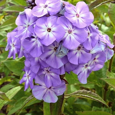 Phlox paniculé Blue Boy