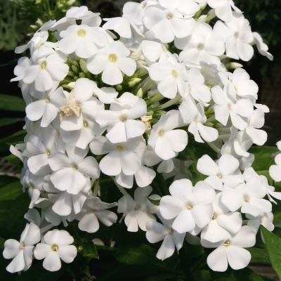 Phlox paniculé David