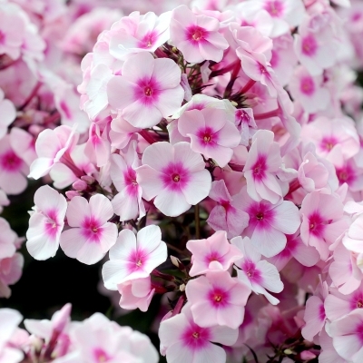 Phlox paniculé Europa