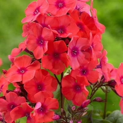 Phlox paniculé Orange Perfection