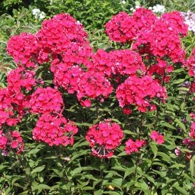 Phlox paniculé Star Fire