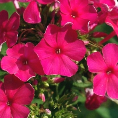 Phlox paniculé Tenor