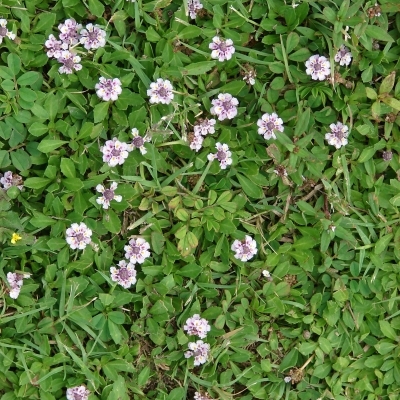 Phyla canescens, Lippia nodiflora