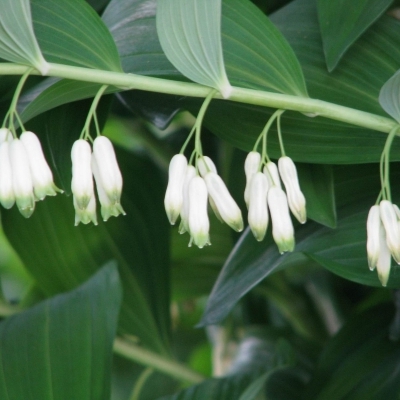 POLYGONATUM