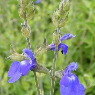 SALVIA