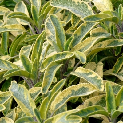 Sauge officinale Variegata