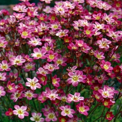 SAXIFRAGA