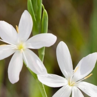 Lys des Cafres blanc