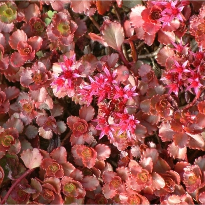 Orpin spurium Atropurpureum