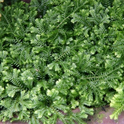 SELAGINELLA