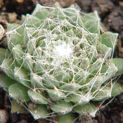 SEMPERVIVUM 