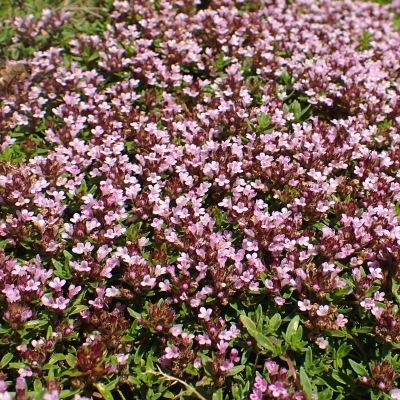 Thym de Corse