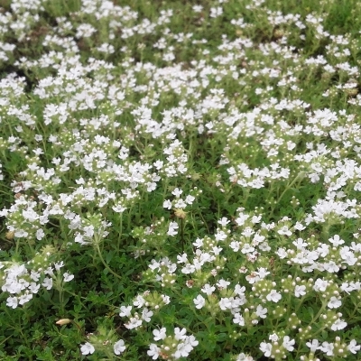 Thym précoce à Fleurs blanches