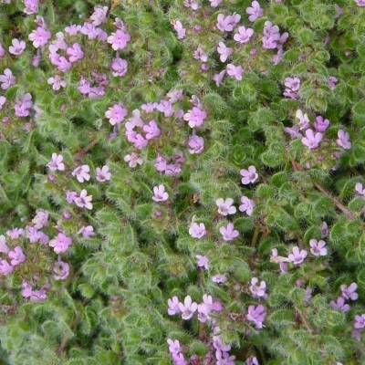 Thym précoce Pseudolanuginosus