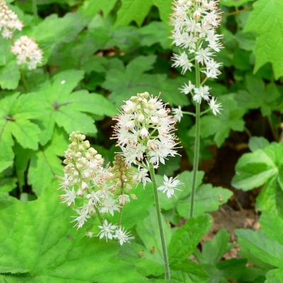 TIARELLA 