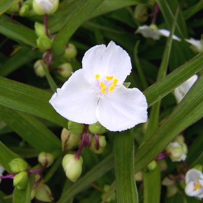 TRADESCANTIA