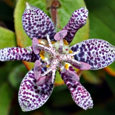 TRICYRTIS