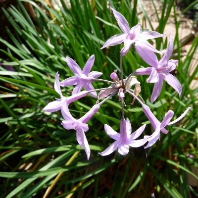 Ail violet d’Afrique du Sud