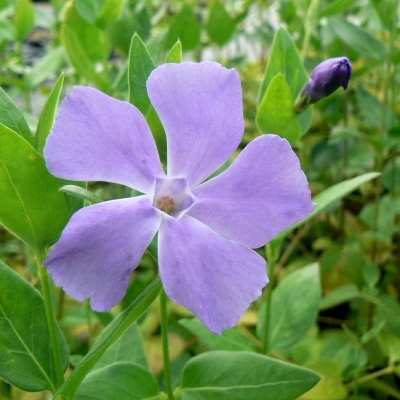 VINCA