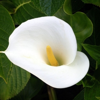 ZANTEDESCHIA