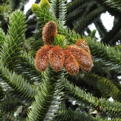 ARAUCARIA