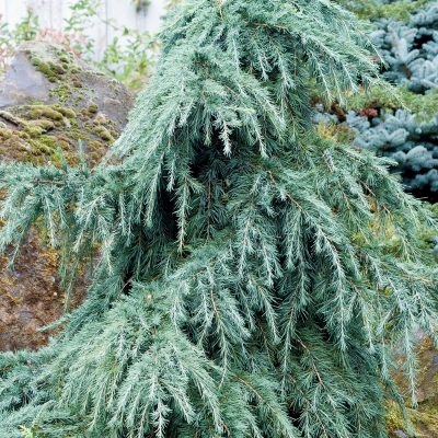 Cèdre de l'Himalaya Nain Bleu