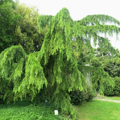 Cèdre de l'Himalaya Pleureur