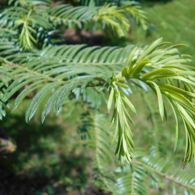 CEPHALOTAXUS