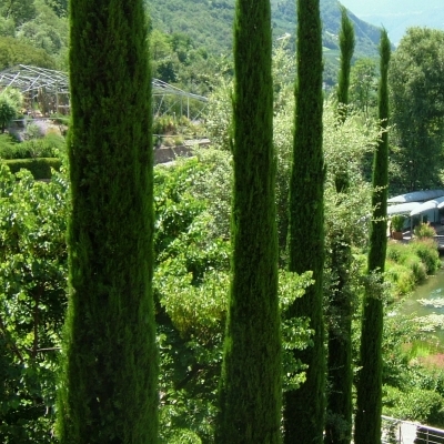 Cyprès d'Italie Totem, Cyprès de Provence Totem