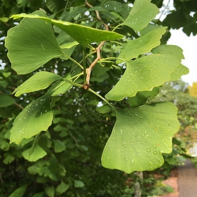 GINKGO  / Arbre aux 40 écus