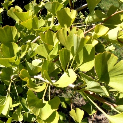 Arbre aux 40 écus Horizontalis