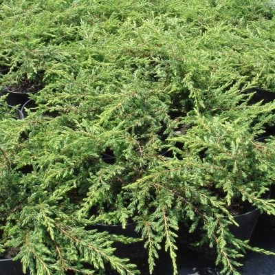 JUNIPERUS / Genévrier