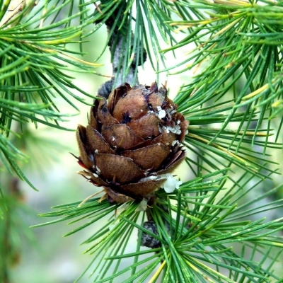 LARIX  / Mélèze