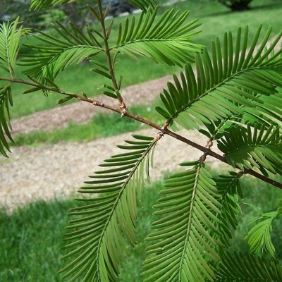 METASEQUOIA