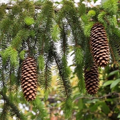 Epicéa commun, Sapin de Noël