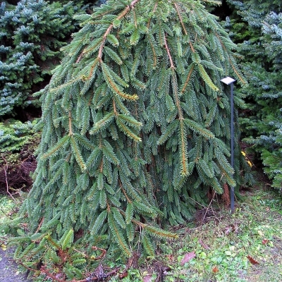 PICEA / Epicéa