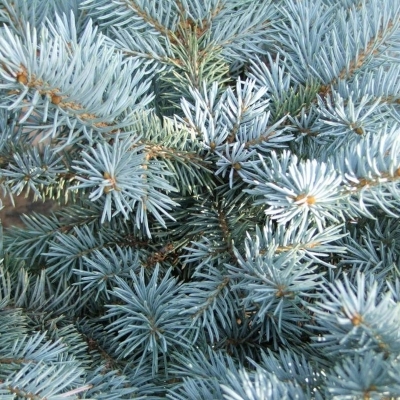 Epicéa du Colorado Glauca Globosa