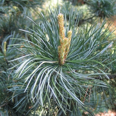 Pin blanc du Japon Glauca