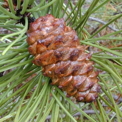 Pin maritine ou Pin des Landes