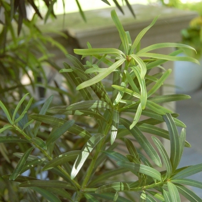 PODOCARPUS