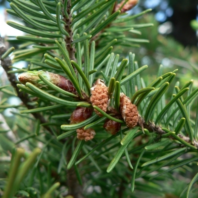 PSEUDOTSUGA