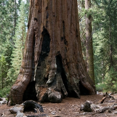 SEQUOIADENDRON