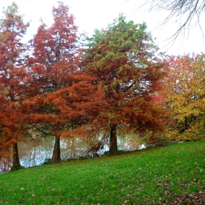 Cyprès chauve