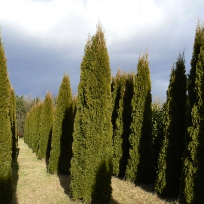 Thuya occidentalis Emeraude, Thuya occidentalis Smaragd