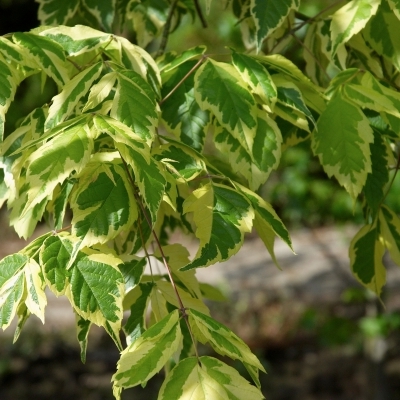 Érable à feuilles de frêne Aureomarginata